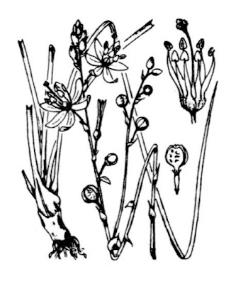 Hollow Stemmed Asphodel Hollow Stemmed Asphodel