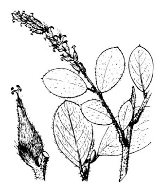 Pyrenean Willow