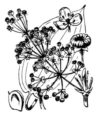 Alisma plantago-aquatica L.
