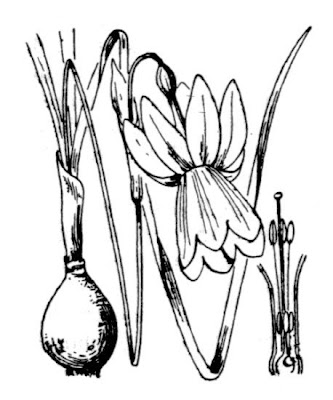 Narcissus triandrus subsp. capax