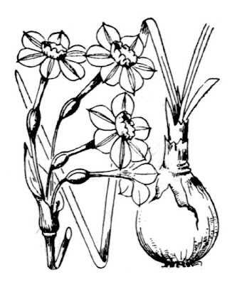 Narcissus x intermedius