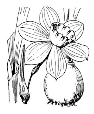 Narcissus x incomparabilis,
narciso,
nonesuch daffodil