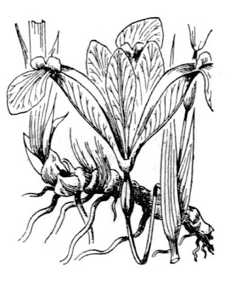 Iris graminea L.