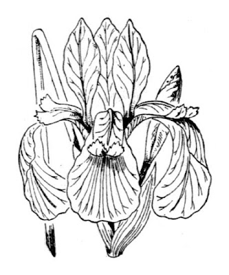 Iris sibirica L.