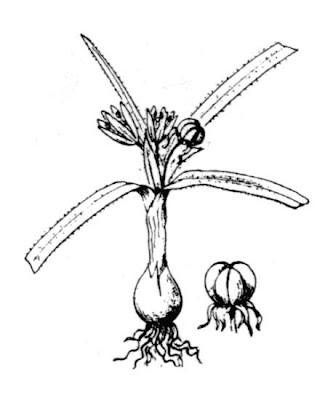 Dwarf Garlic Dwarf Garlic