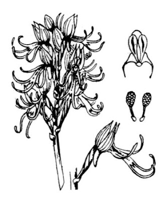 Monkey Orchid Monkey Orchid