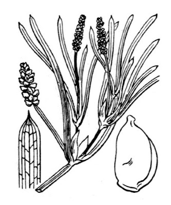 Brasca compressa Brasca compressa