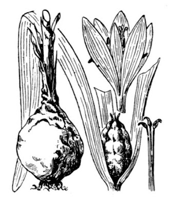 Colchico napoletano Colchico napoletano