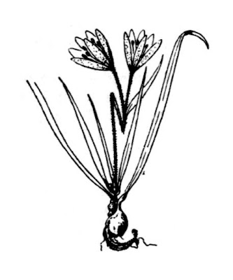 Gagea foliosa,
Cipollaccio foglioso