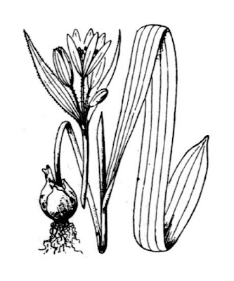 Gagea lutea,
Cipollaccio stellato