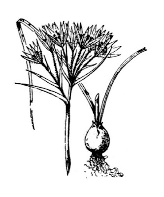 Gagea granatelli,
Mediterranean gagea