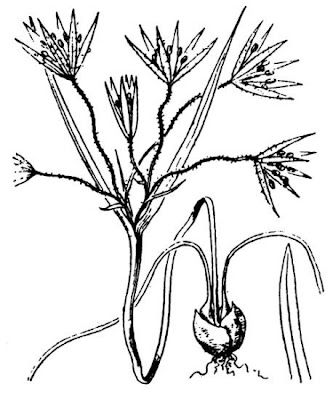 Gagea villosa,
Cipollaccio dei campi,
hairy star of Bethlehem