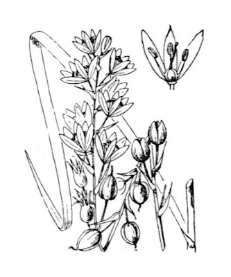 Cebolinho-de-flor-branca