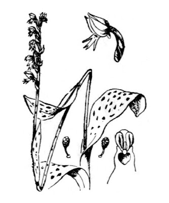 Dense Flowered Orchid Dense Flowered Orchid