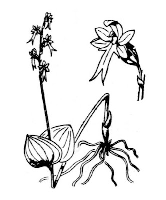 Lesser Twayblade Lesser Twayblade