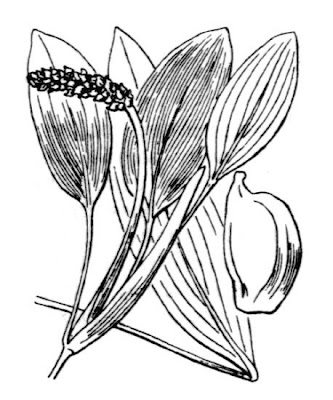 Brasca siciliana Brasca siciliana
