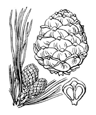 Arolla pine Arolla pine