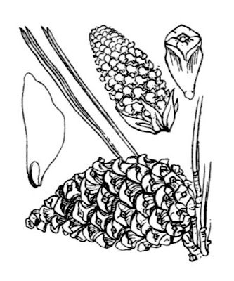 Corsican pine