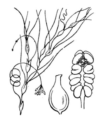 Sea-grass Sea-grass