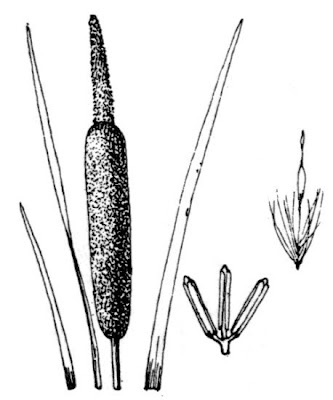 Cattail (common) Cattail (common)