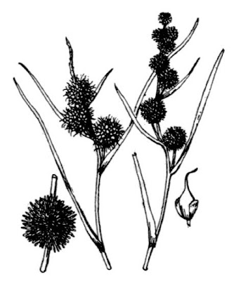 European bur-reed European bur-reed