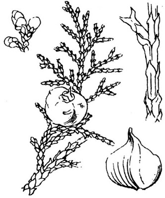 Cedro de España Cedro de España