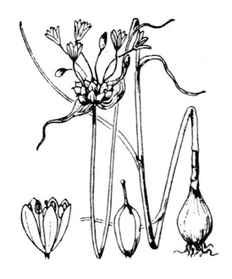 Aglio selvatico Aglio selvatico