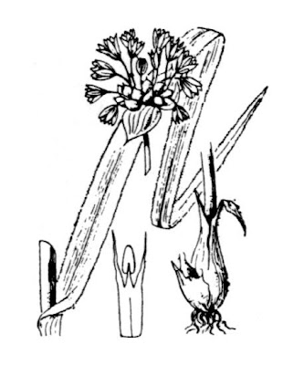 Giant garlic