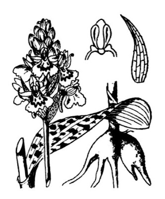 Dactylorhiza maculata subsp. maculata