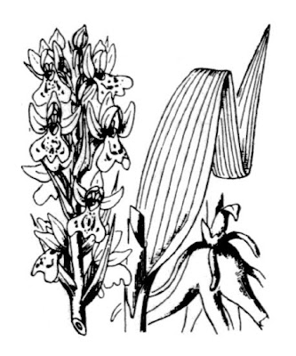 Dactylorhiza incarnata subsp. incarnata