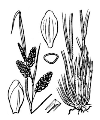 Carice verde-pallida Carice verde-pallida