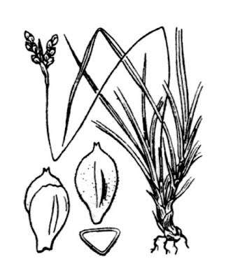 Carex ornithopoda Willd.