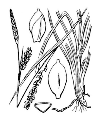 Carnat tonggrass Carnat tonggrass