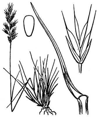 Festuca delle Dolomiti Festuca delle Dolomiti