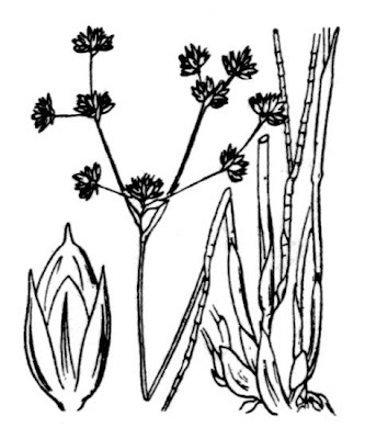 Juncus articulatus subsp. articulatus
