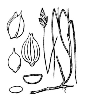 Creeping sedge Creeping sedge