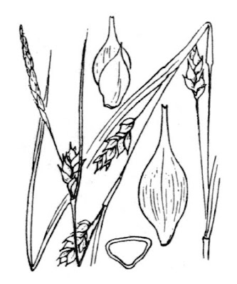 Carex depauperata Good.