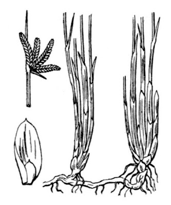 Juncellus laevigatus subsp. distachyos