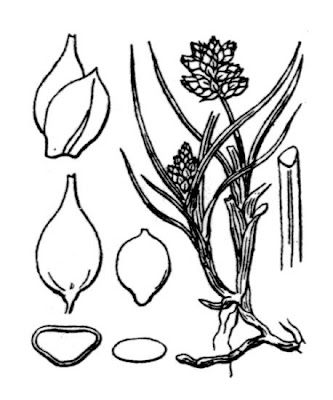 Seaside Sedge
