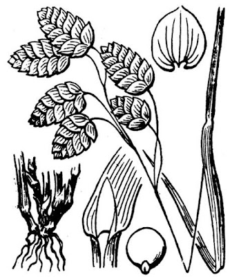Large quaking grass Large quaking grass