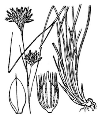 Rhynchospora alba (L.) Vahl