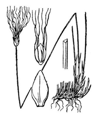 Trichophorum alpinum (L.) Pers.