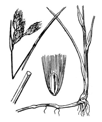 Eriophorum gracile Koch