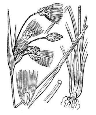 Eriophorum latifolium Hoppe