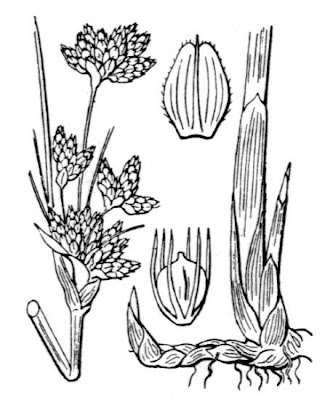Lisca lacustre Lisca lacustre