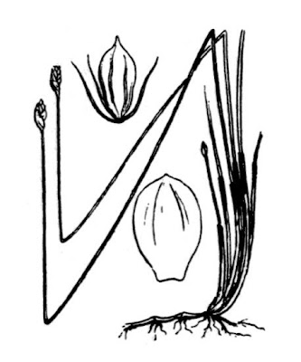 Fewflower spikerush