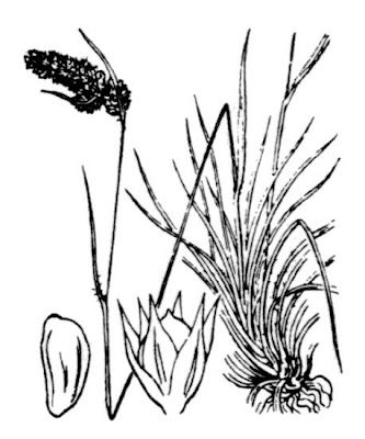 Erba lucciola pendula