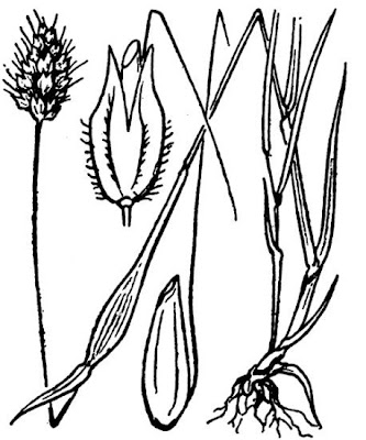 Rendle's meadow foxtail