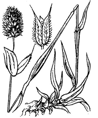 Boreal alopecurus Boreal alopecurus