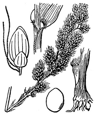 Pabbio coltivato
